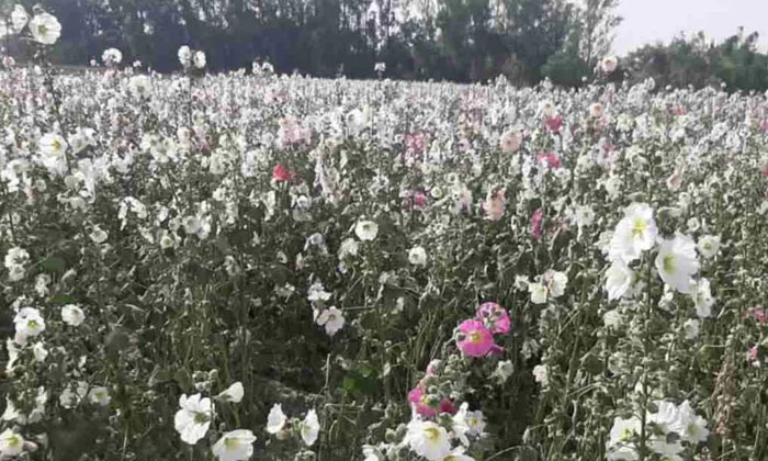  Farmers Can Earn Lakhs Of Profit From Medicinal Plant Gulkhaira Farming ,farmers-TeluguStop.com