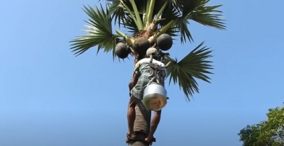 How Palmyra Tree Juice Keeps This Tamil Nadu School Running How Palmyra Tree Juice Keeps This Tamil Nadu School Running-TeluguStop.com