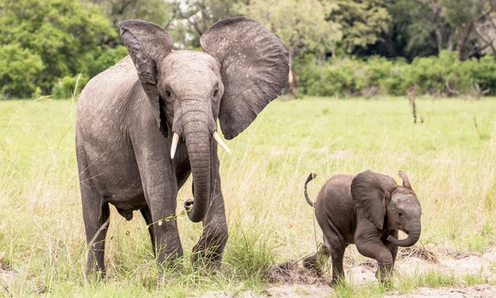 Interesting Amazing Facts About Elephants Details, Elephants, Interesting Facts, Interesting Amazing Facts About Elephants Details, Elephants, Interesting Facts,-TeluguStop.com