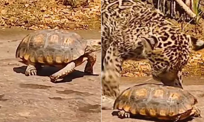  Jaguar Trying To Eat Tortoise Funny Video Viral Details, Viral Latest, News Vira-TeluguStop.com