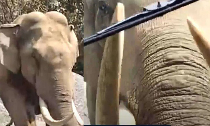  Kerala Bus Attacked By Elephant Details, Rtc Bus, Elephant, Attack, Viral Latest-TeluguStop.com