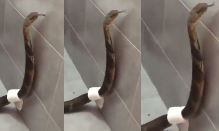  King Cobra Snake Snaps Toilet Tissue Paper Around The Neck Details, Viral Lates-TeluguStop.com