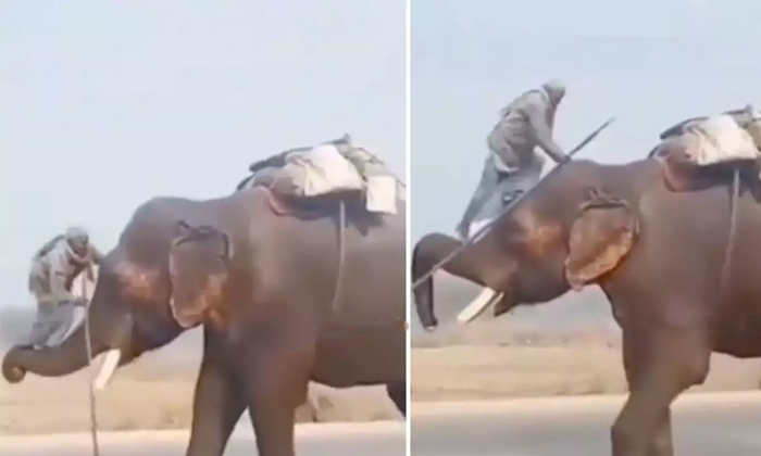 Man Climbs Elephant Trunk Like Bahubali Style Details, Bhahhbali, Prabhas, Elep Man Climbs Elephant Trunk Like Bahubali Style Details, Bhahhbali, Prabhas, Elep-TeluguStop.com