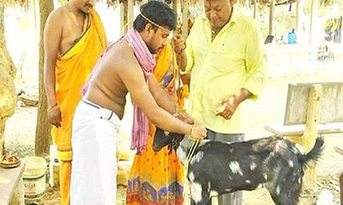  Man Married Goat In Krishna District Nuzuvidu-TeluguStop.com