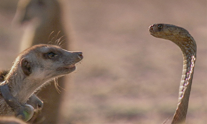  Meerkat And Cobra Fight Viral Video Details, Snakes, Viral Latest, Viral News,-TeluguStop.com