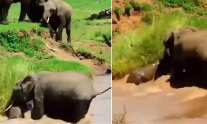 Mother Elephant Saves Child Elephant From Drowning Viral Video,mother Love, Elep Mother Elephant Saves Child Elephant From Drowning Viral Video,mother Love, Elep-TeluguStop.com