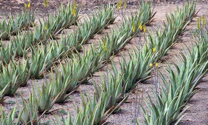  One Time-investment Aloe Vera Farming Details, Aloe Vera, Aloe Vera Farming, Med-TeluguStop.com