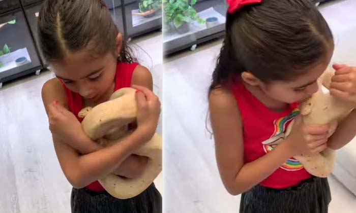  A Child Kissing Snakes Without Any Fear , Sanake , Kissing , Social Media ,-TeluguStop.com
