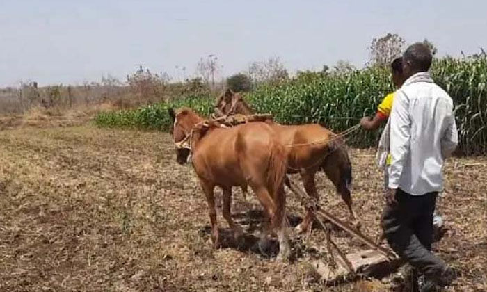  Farmer Did Not Have Money To Plow Field Then Uses His Horse Farmer, Plow Field-TeluguStop.com