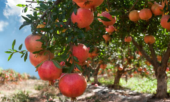 Telugu Agriculture, Pomegranate-Latest News - Telugu