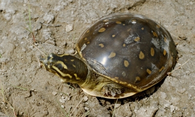  Sarnath Turtle Breeding Centre Faces Cash Crunch-TeluguStop.com