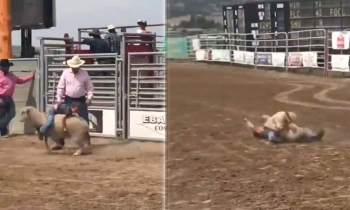 Did You Like That Horse Riding A Sheep Is Like That , Horse , Sheep , Riding Did You Like That Horse Riding A Sheep Is Like That , Horse , Sheep , Riding-TeluguStop.com