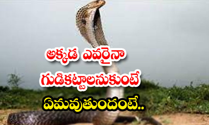 అక్కడ ఎవరైనా గుడి కట్టాలనుకుంటే.. ఏమవుతుందంటే.. | Siwan Bihar Snake ...