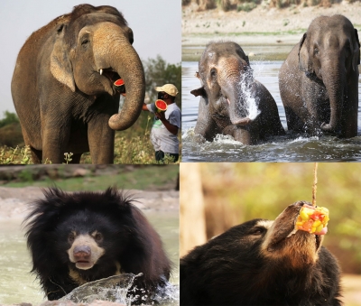  Special Measures Help Rescued Elephants, Bears Beat The Summer Heat-TeluguStop.com