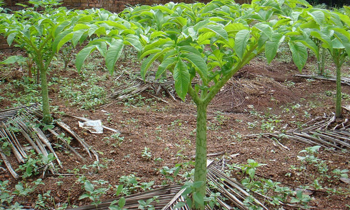  Suran Farming Method And Benefits Suran , Suran Farming , Formmers , Bacteria,-TeluguStop.com