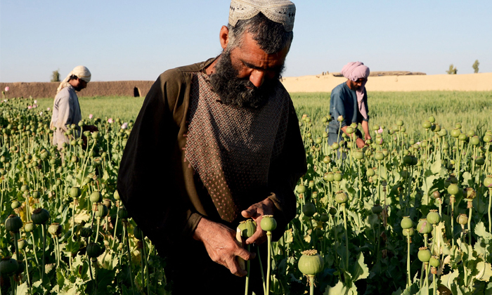 Taliban Bans Opium Cultivation In Afghanistan Details, Talibans, Afghanisthan, O Taliban Bans Opium Cultivation In Afghanistan Details, Talibans, Afghanisthan, O-TeluguStop.com