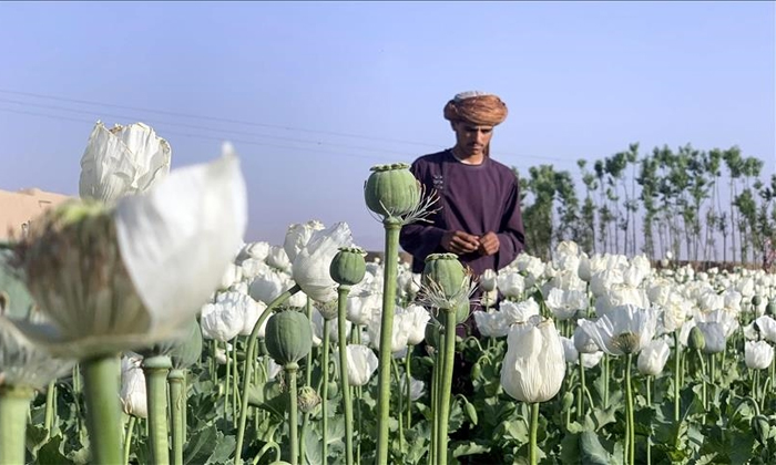 Telugu Afghanisthan, Opium, Opium Farmers, Taliban, Talibans-General-Telugu Telugu Afghanisthan, Opium, Opium Farmers, Taliban, Talibans-General-Telugu