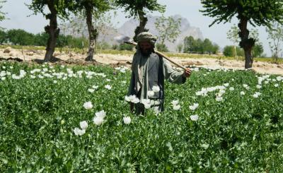  Taliban Supreme Leader Bans Poppy Cultivation In Afghanistan-TeluguStop.com