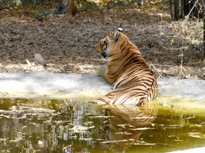 Three More Tiger Reserves Get International Accreditation For Conservation Three More Tiger Reserves Get International Accreditation For Conservation-TeluguStop.com