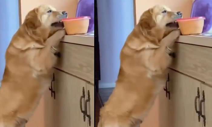  A Dog Stealing A Box In House Viral , Theif, Viral Latest, Viral News, Social M-TeluguStop.com