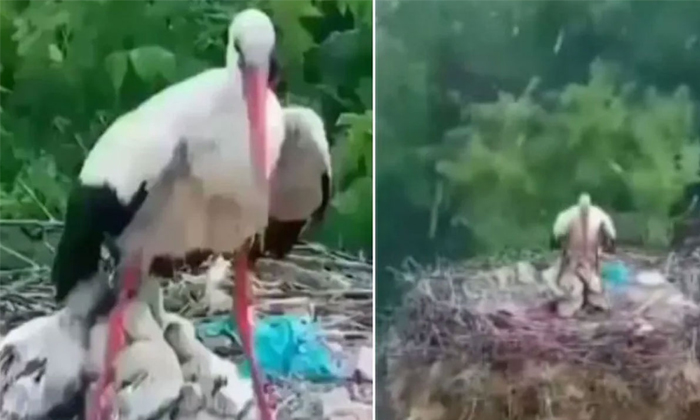  Viral Video Mother Bird Protecting Her Babies From The Rain Details, Viral Lates-TeluguStop.com