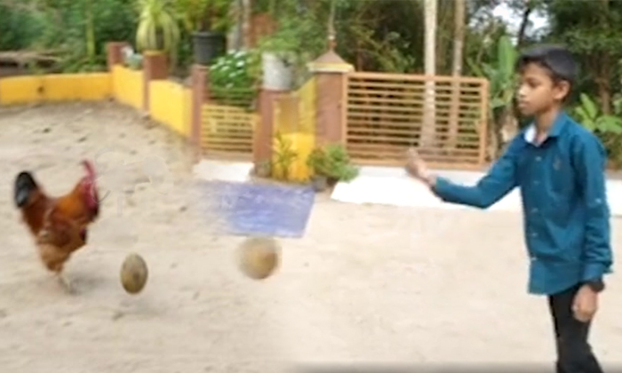  Viral Video Rooster Playing Football Details, Football, Lalting, Playing, Viral-TeluguStop.com