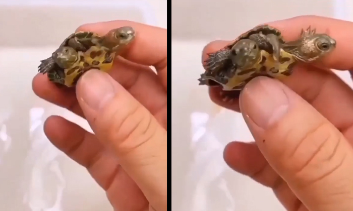  Viral Video Strange Tortoise Caught With Two Heads Details, Viral Latest, Viral-TeluguStop.com