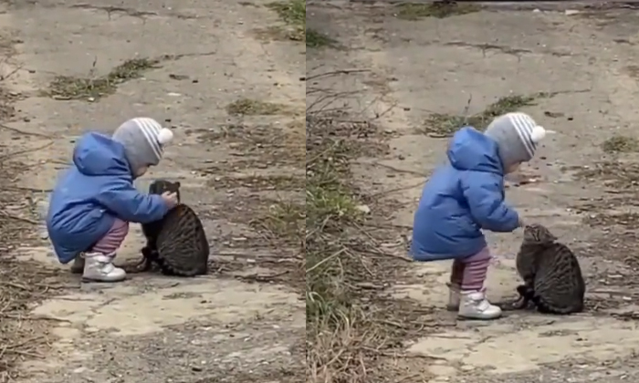  Viral Video Toddler Kissing Kitty With Lots Of Love Details, Viral Latest, Viral-TeluguStop.com