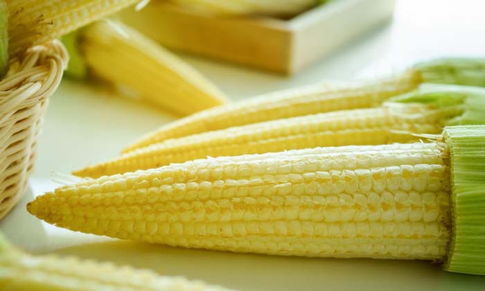  More Profit Farmers Should Cultivate Baby Corn In This Way ,  Scientific Method-TeluguStop.com