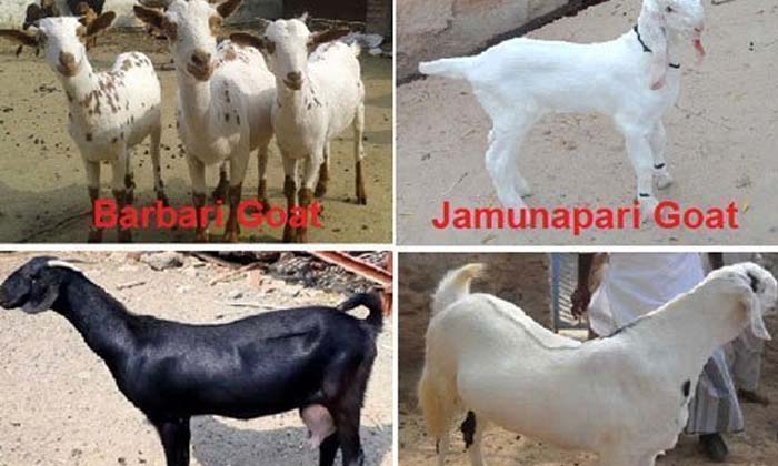  These Are The Major Goat Breeds In India , Major Goat Breeds ,  India  , Jamunap-TeluguStop.com