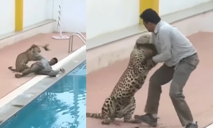  Viral Who Bravely Faced The Leopard  Footage Going Viral , Cheeta , Attack , Vir-TeluguStop.com