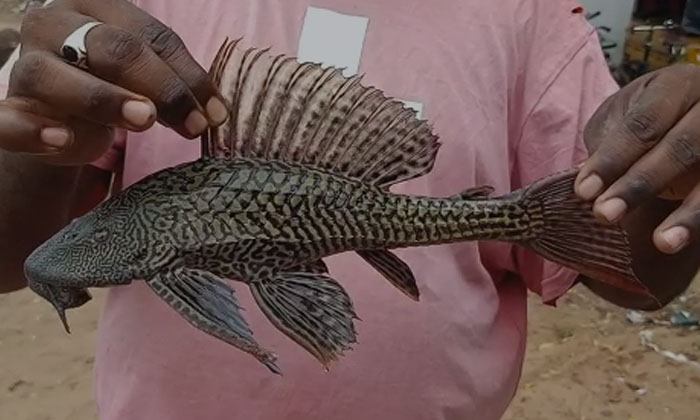  Devil Fish Caught By Fishermen In East Godavari District , Devil Fish , Fisher-TeluguStop.com