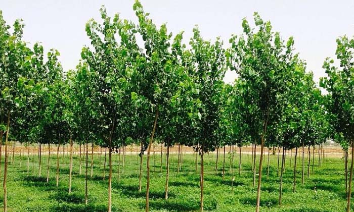  Poplar Tree Farming , Poplar Tree , Farmers , Direct Sunlight , For Paper Makin-TeluguStop.com