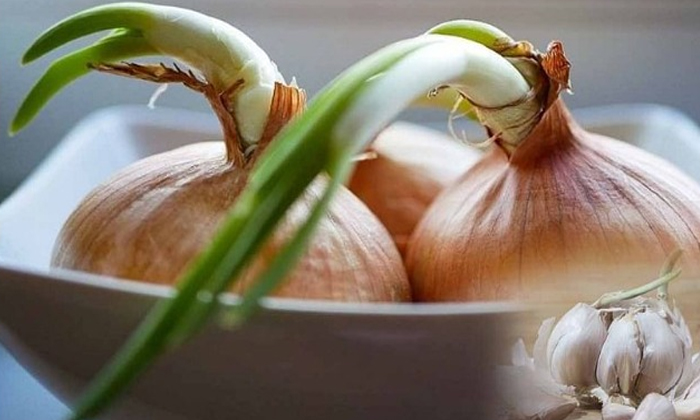 Telugu Calcium, Garlic, Garlic Sprouts, Care, Tips, Healthy Foods, Humidity, Moi