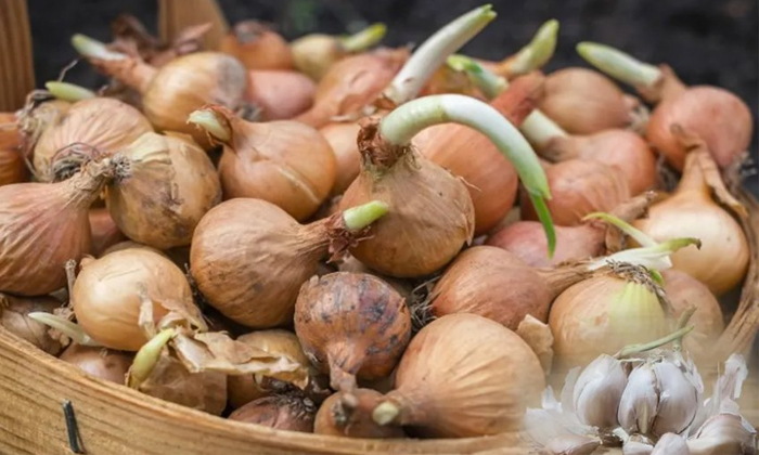  Do You Know Why Home Grown Onion And Garlic Sprouts Details, Onion, Garlic , Hea-TeluguStop.com