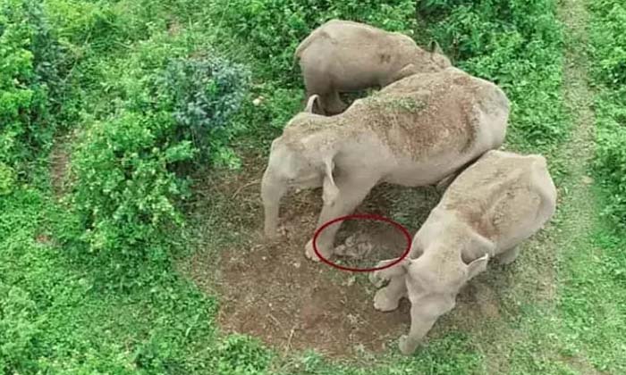  Tearful Sale The Mother Elephant Who Will Not Leave The Dead Gunna Elephant , E-TeluguStop.com