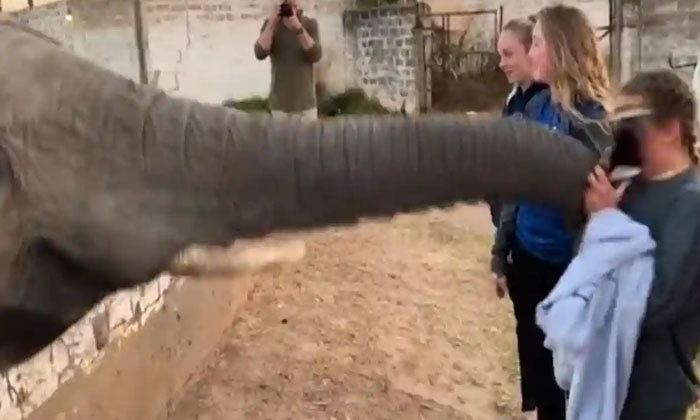 Elephant Attack Women Viarl Video Elephant, Viral Latest, News Viral, Social Me-TeluguStop.com
