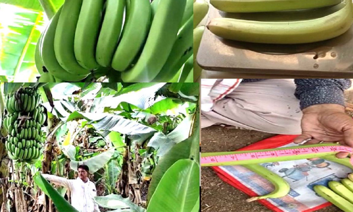  Farmer Claims To Grow India's Longest Banana,14 Inch Banana, India's Longest Ban-TeluguStop.com