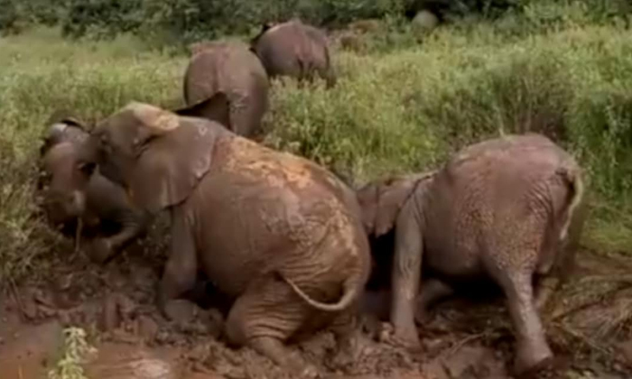 Telugu Elephant Herd, Mayurbhanj, Odisha, Love Mud-Latest News - Telugu