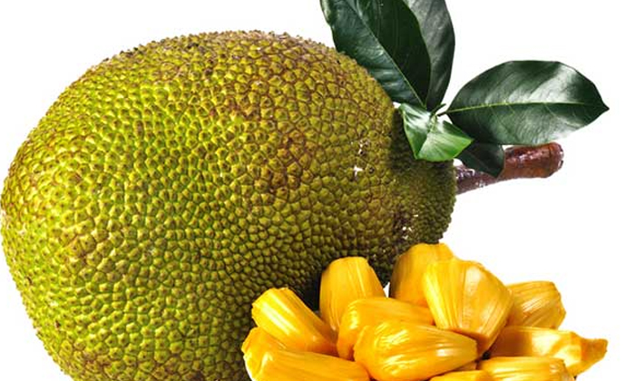  Jackfruit Farming Profit Farmers Earn Lakhs Rupees , Jackfruit, Isoflavones, Phy-TeluguStop.com
