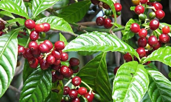  Coffee Production Has Immense Potential , Karnataka, Kerala, Tamil Nadu, Coffee,-TeluguStop.com