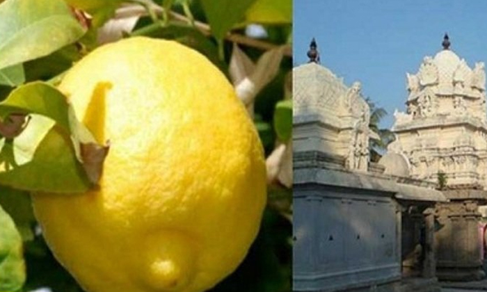  The World's Most Expensive Lemon Is Found Here, Lemon, Expensive Lemon, Villupu-TeluguStop.com