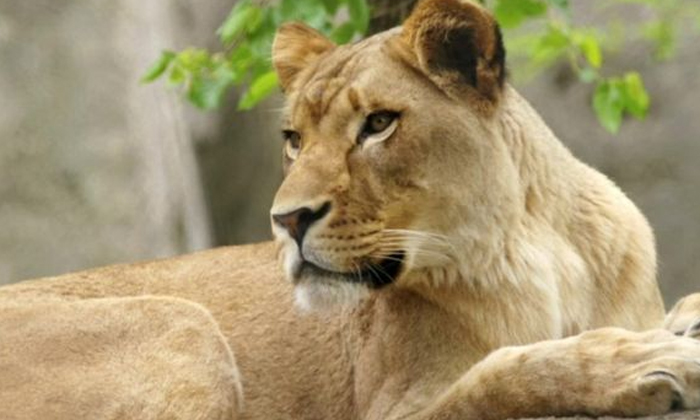  Why Do Lions Commit Suicide Incredible Facts Are For You , Lions, Sucide, Viral-TeluguStop.com