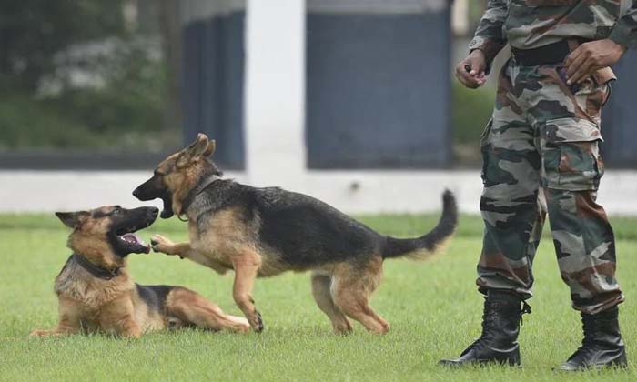  Indian Army Kills Loyal Dogs After Retirement Know Original Facts , Indian Army-TeluguStop.com