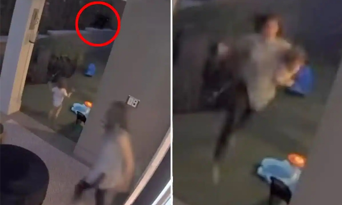  Mother Saves Curious Toddler From Backyard Bear In Seattle Suburb Details, Viral-TeluguStop.com