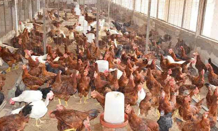  Summer Care In Poultry Farming , Osteo Calcium Liquid , Poultry Farming, Heat S-TeluguStop.com