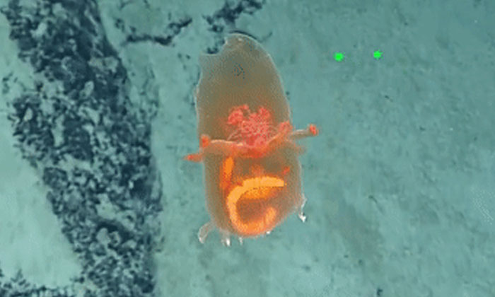  Bizarre Creature Looking Like Alien Shopping Bag , Pacific Ocean , Alien Shoppi-TeluguStop.com