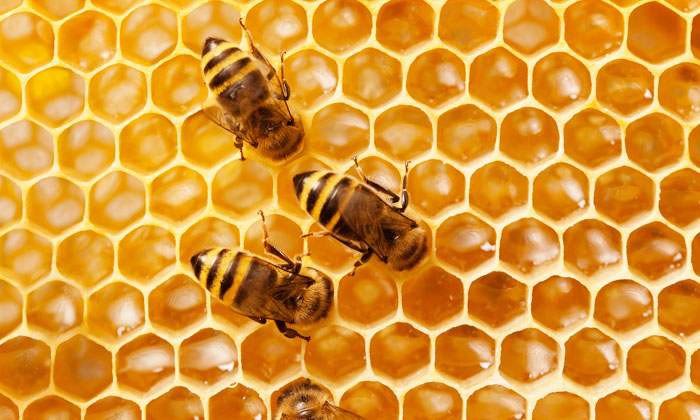  Honeybees Understand Odd Even Numbers , Honeybees , Odd Even Numbers , Reverse F-TeluguStop.com
