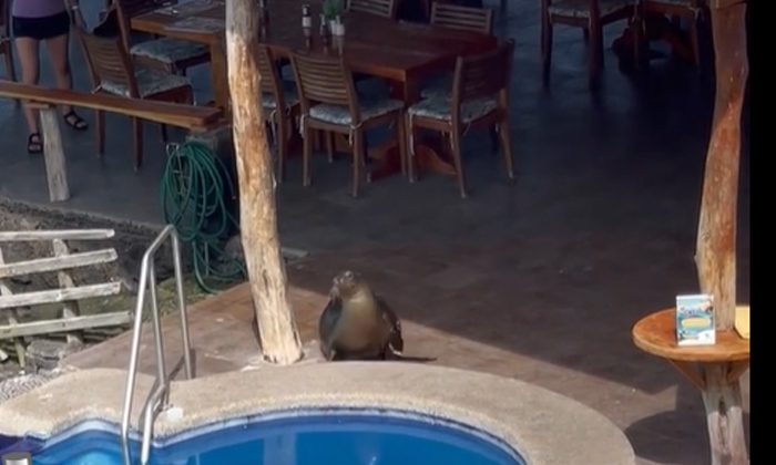  Viral Can't Stop Laughing When You See These Lion Characters, Sea Lion, Viral La-TeluguStop.com