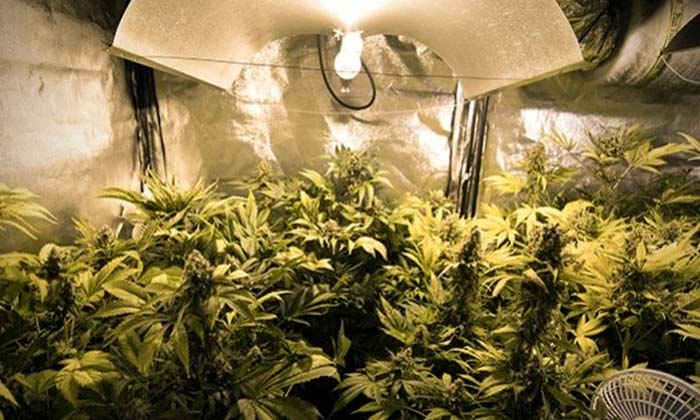  Government Gives Green Signal To Cannabis Cultivation , Signal , Latest News ,-TeluguStop.com